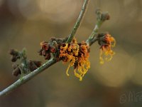 Hamamelis x intermedia 2015 02 07 3029